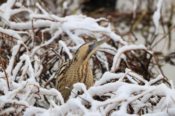 The Eurasian bittern or great bittern (Botaurus stellaris stellaris) is a wading bird in the bittern subfamily (Botaurinae) of the heron family Ardeidae. This photo was taken in Japan.