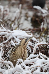 The Eurasian bittern or great bittern (Botaurus stellaris stellaris) is a wading bird in the bittern subfamily (Botaurinae) of the heron family Ardeidae. This photo was taken in Japan.
