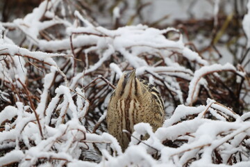 The Eurasian bittern or great bittern (Botaurus stellaris stellaris) is a wading bird in the bittern subfamily (Botaurinae) of the heron family Ardeidae. This photo was taken in Japan.
