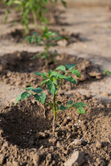 Young tomato seedling planted in soil. Organic gardening. Farm planting and vegetables growing.