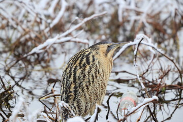 The Eurasian bittern or great bittern (Botaurus stellaris stellaris) is a wading bird in the bittern subfamily (Botaurinae) of the heron family Ardeidae. This photo was taken in Japan.