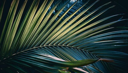 Fondo de palmeras con alto contraste