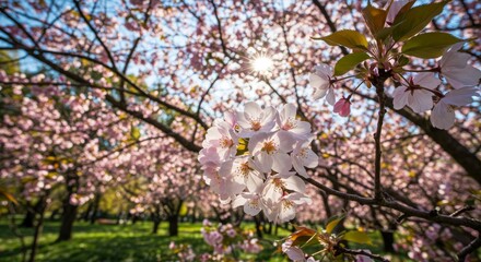 Cherry blossoms blooming in sunlight among vibrant pink trees  
