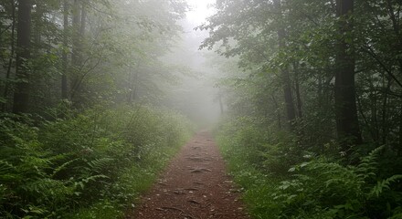 Fototapeta premium Misty forest path surrounded by lush greenery 