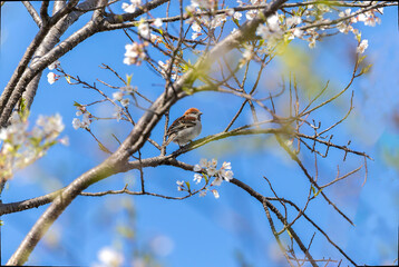桜の木とまるニュウナイスズメ