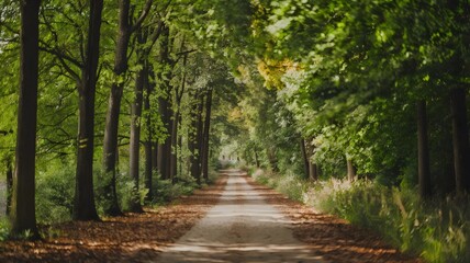 Obraz premium Serene forest path flanked by tall trees and fallen leaves, with sunlight filtering through the dense canopy, creating a peaceful atmosphere.