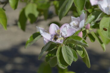 abeja recolectando polen de la flor del membrillo