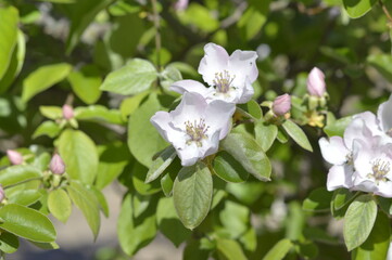flor del árbol membrillo