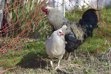 gallina blanca ponedora de corral