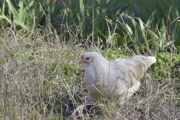 gallina blanca ponedora de corral