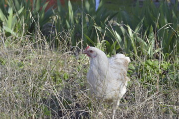 gallina blanca de corral