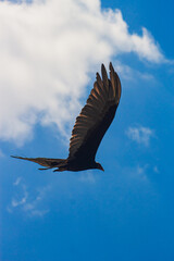 Urubu Aves-Voando Mar Praia Voo Natureza Céu Planagem Asas Silhueta Predador Carrinho Ecossistema Liberdade Vento Pescadores Restos Fotografia