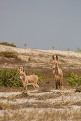 Asno Burro Jegue Equidae Paisagens Vegetação Animais-Silvestres Ceará Parque-Nacional-De-Jericoacoara Natureza Dunas Restinga Fauna Flora Biodiversidade Ecossistema Répteis Cactos Caatinga Conservação