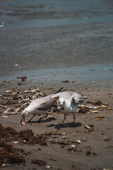 Gaivotas Aves Mar Praia Voo Natureza Céu Liberdade Asas Beleza Plumagem Oceano Brisa Horizonte Pescadores Peixes Fotografia Vida-Selvagem