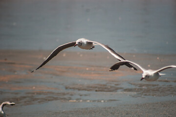 Gaivotas Aves Mar Praia Voo Natureza C&eacute;u Liberdade Asas Beleza Plumagem Oceano Brisa Horizonte Pescadores Peixes Fotografia Vida-Selvagem