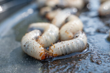 Fototapete bei efototapeten.de bestellen   