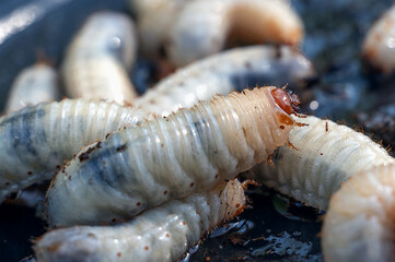 larvae of the May beetle Melolontha melolontha, surfaces that emphasise their unique texture....