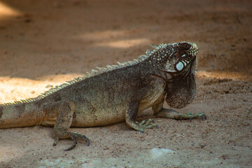 Lagartos Répteis Calango Tropiduridae Animais-Silvestres Vegetação Parque-Nacional-De-Jericoacoara Natureza Ecossistema Biodiversidade Fauna Escamas Habitat Dunas Restinga Sol Caatinga Camuflagem