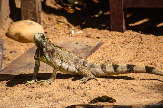 Lagartos R&eacute;pteis Calango Tropiduridae Animais-Silvestres Vegeta&ccedil;&atilde;o Parque-Nacional-De-Jericoacoara Natureza Ecossistema Biodiversidade Fauna Escamas Habitat Dunas Restinga Sol Caatinga Camuflagem
