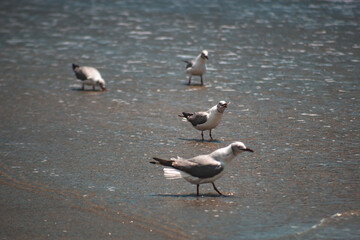 Gaivotas Aves Mar Praia Voo Natureza Céu Liberdade Asas Beleza Plumagem Oceano Brisa Horizonte Pescadores Peixes Fotografia Vida-Selvagem