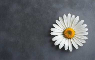 Obraz premium Single wild spring daisy on grey background, daisy on grey background, white daisy background