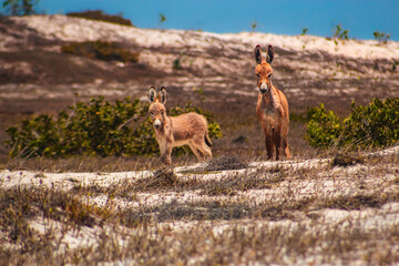 Asno Burro Jegue Equidae Paisagens Vegetação Animais-Silvestres Ceará Parque-Nacional-De-Jericoacoara Natureza Dunas Restinga Fauna Flora Biodiversidade Ecossistema Répteis Cactos Caatinga Conservação
