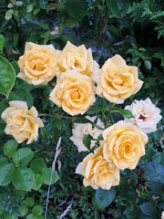 A cluster of yellow roses with droplets of water on their petals. Morning Dew on Vibrant Yellow Roses