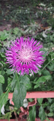 Obraz premium Close-Up of Blooming Cornflower in Green Foliage