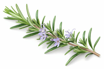 Obraz premium rosemary on white background,Fresh Rosemary Sprig on Clean White Background with Copy Space,fresh rosemary isolated in on white,Silhouette of a delicate rosemary branch on a white background.