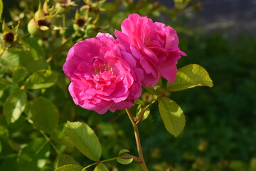 Two vibrant pink roses in full bloom, set against a backdrop of green leaves. Vibrant Blooms in Green Garden