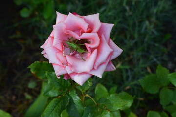 A pink rose with a green grasshopper perched in its center. Nature's Colorful Encounter