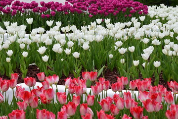A garden full of tulips arranged in rows of different colors: red, white and purple. Colorful Tulip Garden in Perfectly Ordered Rows