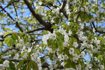 A Moment of Serenity: A Tree Branch in Full Bloom