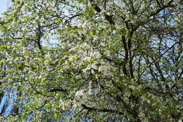 Nature's Elegance: Close-Up of Cherry Blossoms