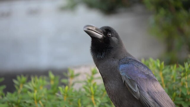 Black crow perching near garden bush, tilting head curiously while observing surroundings with keen interest and inquisitive gaze, showcasing natural wildlife behavior