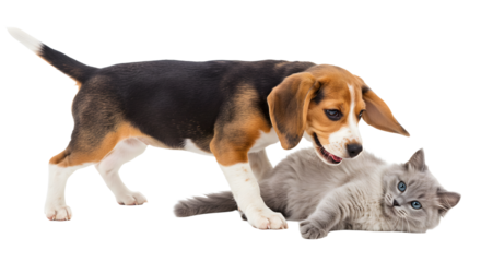 Puppy and Kitten Play Fighting on White Background Together