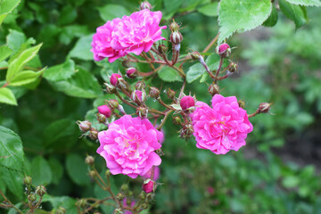 A pink flower in the foreground, surrounded by other flowers and green leaves. Standout Pink Flower in Nature