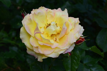 A vibrant yellow rose with soft pink edges in full bloom, surrounded by dark green foliage. Striking Contrast of Bloom and Foliage