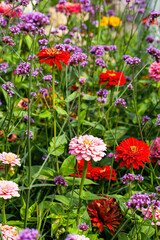 A stunning display of Argentinian vervain (Verbena bonariensis) and Zinnia elegans (also known as youth-and-age, common zinnia, or elegant zinnia) blooming in a flower garden during the summer.
