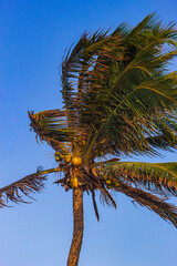 Coqueiros Palmeiras Árvores Verdes Praia Tropical Brasil Kitesurf Dunas Areia Coqueiros Mar Oceano...