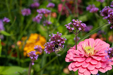 Fototapeta premium A stunning display of Argentinian vervain (Verbena bonariensis) and Zinnia elegans (also known as youth-and-age, common zinnia, or elegant zinnia) blooming in a flower garden during the summer.