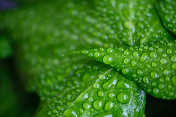 green leaves with raindrops