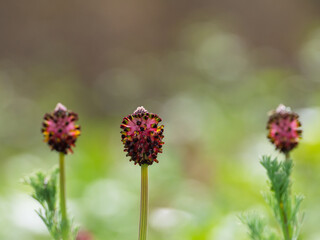 Detail of the spiked platycapnos flower (Platycapnos spicata) in the field