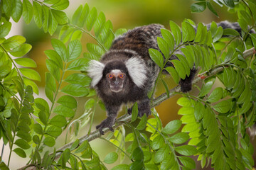 Sagui monkey