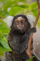 Sagui monkey