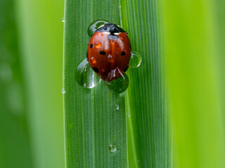 Red ladybug covered in raindrops on a green leaf