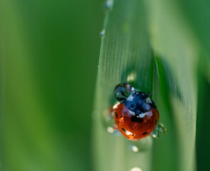 Red ladybug covered in raindrops on a green leaf