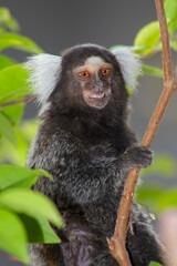 Sagui monkey