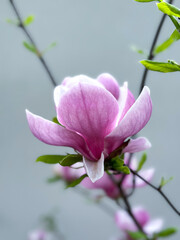 Fototapeta premium Magnolia flowers bloom gracefully in garden during spring, showcasing pink petals and lively green leaves. The scene reflects the beauty and renewal of the season. Vertical photo.
