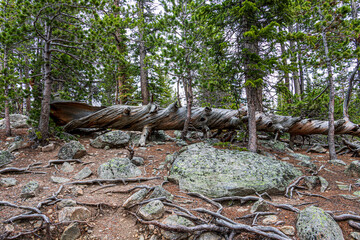 Dead ponderosa pine in the forest at Rocky Mountain National Park.
